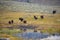 American Bison By Pond At Lamar Valley In Yellowstone National Park