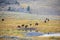 American Bison By Pond At Lamar Valley In Yellowstone National Park Landscape