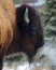 American bison profile