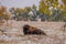 American bison resting on Colorado plains