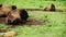 American Bison resting on ground