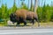 American bison on the road Yellowstone park