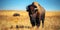 American Bison Roaming in Custer State Park, South Dakota. Concept Wildlife Photography, American