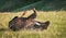 American Bison Rolls in Prairie Grasses