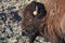 American Bison Shedding Winter Coat