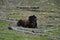 American Bison Shedding Winter Coat