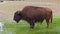 The American bison or simply bison, also commonly known as the American buffalo or simply buffalo
