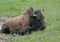 American Bison sitting in the mud