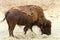 American bison standing eating grass hay