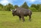 American Bison statue Kachina Prairie, Ennis, Texas