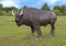 American Bison statue Kachina Prairie, Ennis, Texas