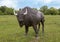 American Bison statue Kachina Prairie, Ennis, Texas