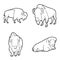 American Bison Vector Illustration Hand Drawn Animal Cartoon Art