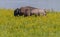 American Bison Wades Through Yellow Flowers