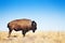 American bison walking across a prairie landscape