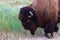 American Bison walking close by with hoof raised