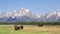 american bison walking in front of grand teton on a summer morning