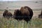 American bison walking and grazing on native prairie grasses