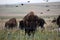 American bison walking and grazing on native prairie grasses