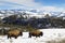 American Bison walking in landscape