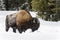 American Bison walking in snow