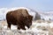 American Bison walking in snow