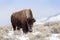 American Bison walking in snow