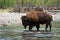 American Bison Walking in Water