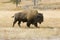 American Bison in Yellowstone meadow