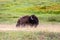 American bison, Yellowstone National Park