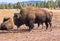 American Bisons, Buffalos In A Field