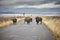 American bisons crossing road.