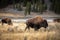 American bisons on grass field in Yellowstone