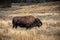 American bisons on grass field in Yellowstone