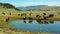 American bisons grazing on the meadow