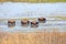 American Bisons Grazing, Strolling In Waters At A National Park