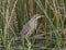 American Bittern