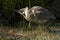 American Bittern