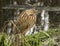 American Bittern