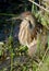 American Bittern