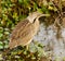 American Bittern