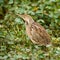 American Bittern