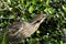 American bittern, botaurus lentiginosus