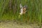 The American bittern (Botaurus lentiginosus).