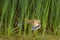 The American bittern (Botaurus lentiginosus).