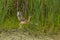 The American bittern (Botaurus lentiginosus).