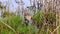 An American Bittern, Botaurus lentiginosus, hunting in water in a marsh, strikes but comes up empty. Clip shot at the Port Aransas