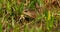 American bittern capturing large bullfrog in mass of pickerel weed