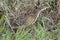 An american bittern hiding in the wetland foliage