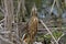 American bittern in a marsh.